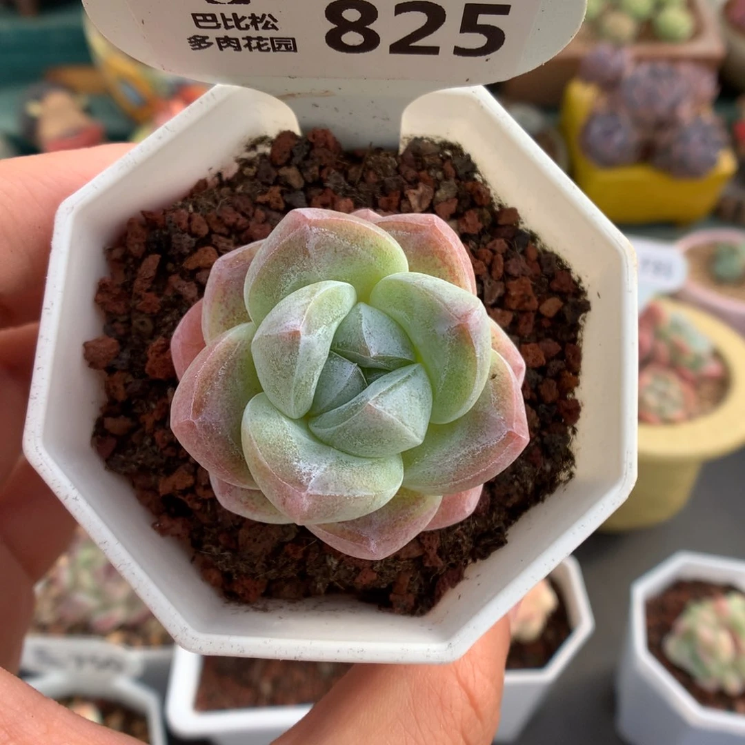 825琥珀冰玉多肉