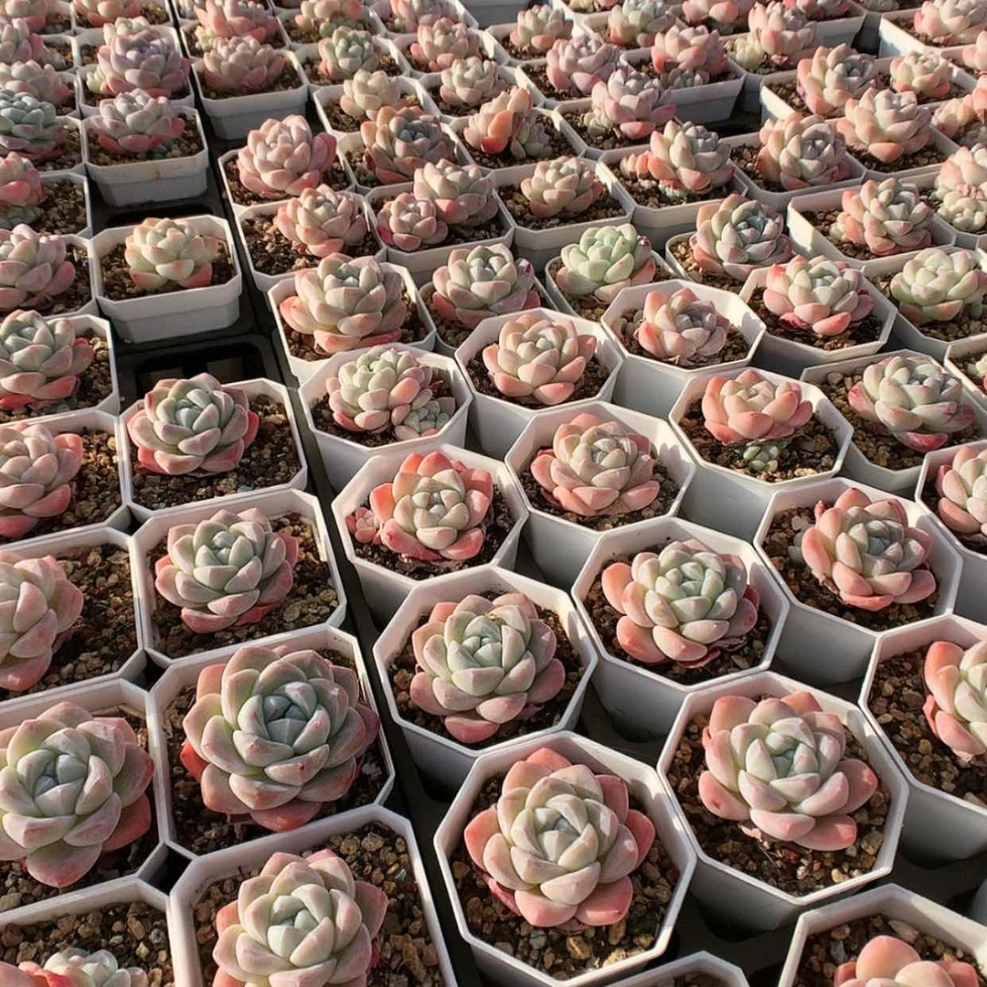 【闪购商品】精控冰玉量拍福利