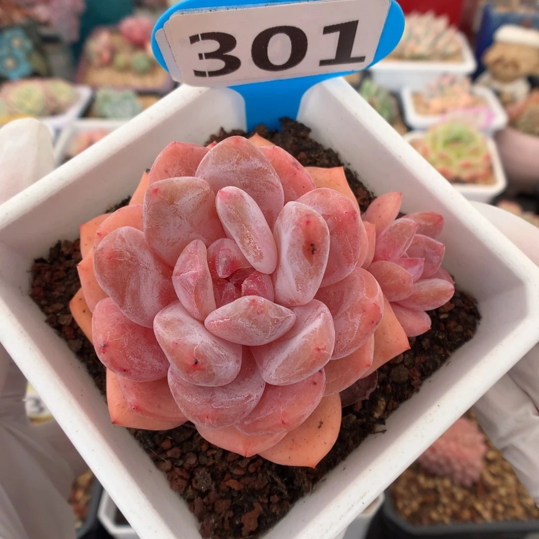 301 果冻橙 多肉