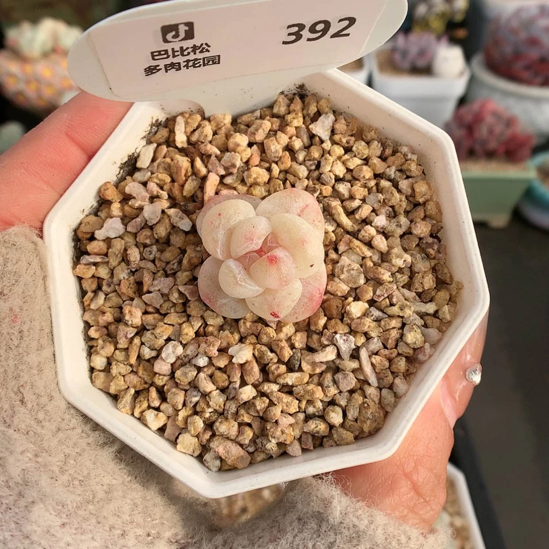 【闪购商品】392冰玉石化