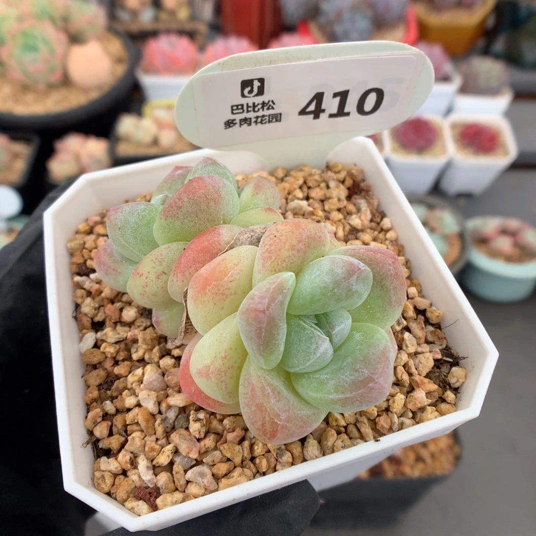 410 冰玉  多肉