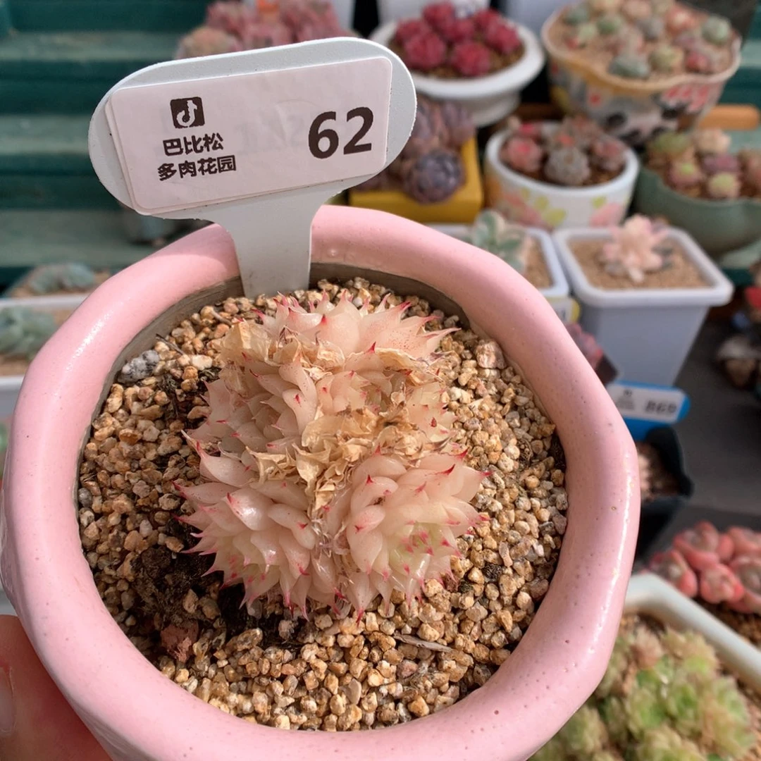 ?***?62麦杆多肉植物不带盆