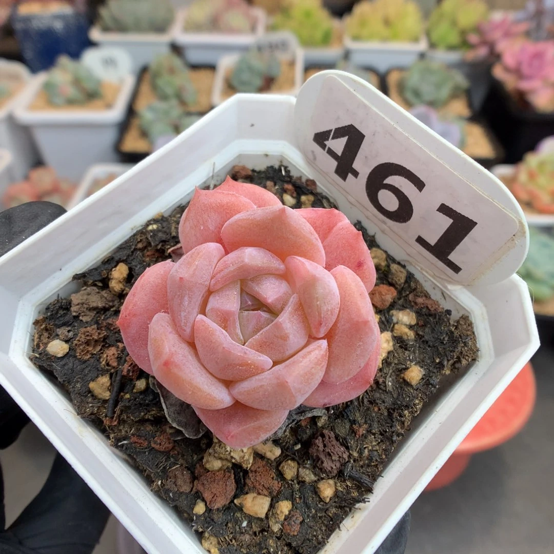 461 粉溏心 多肉