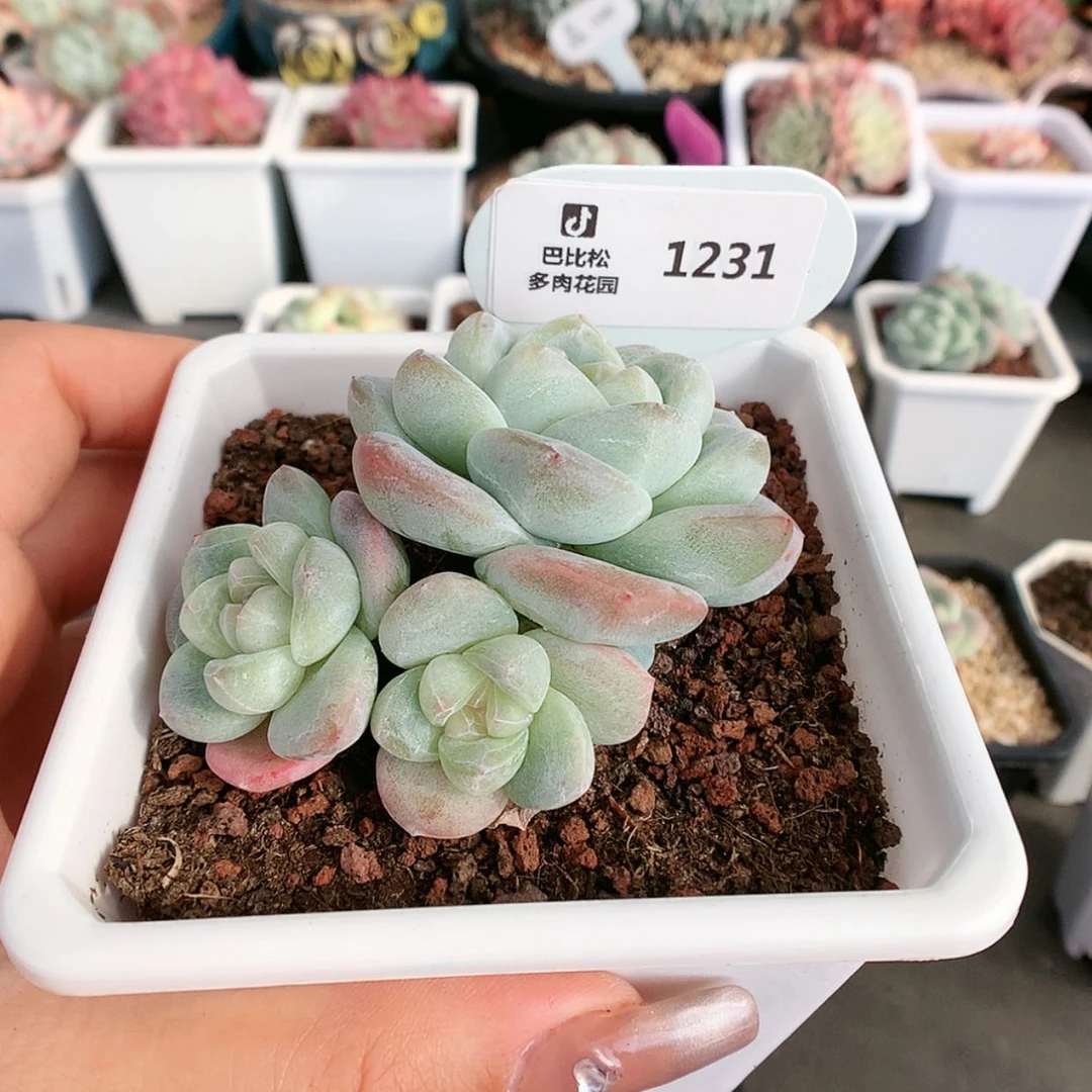 【闪购商品】1231翡翠冰玉