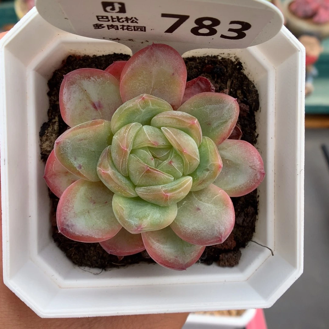 783星星珍妮多肉