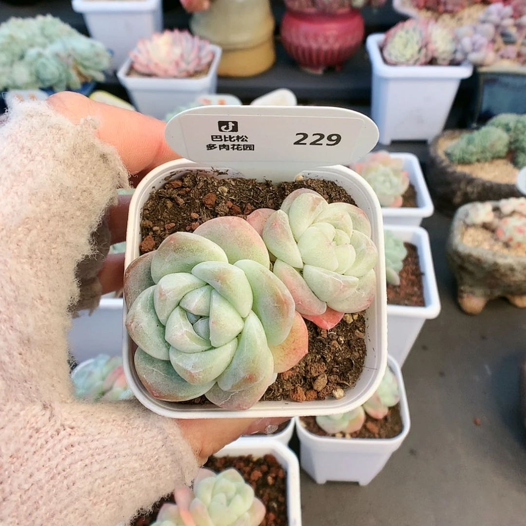 【闪购商品】婷229冰玉