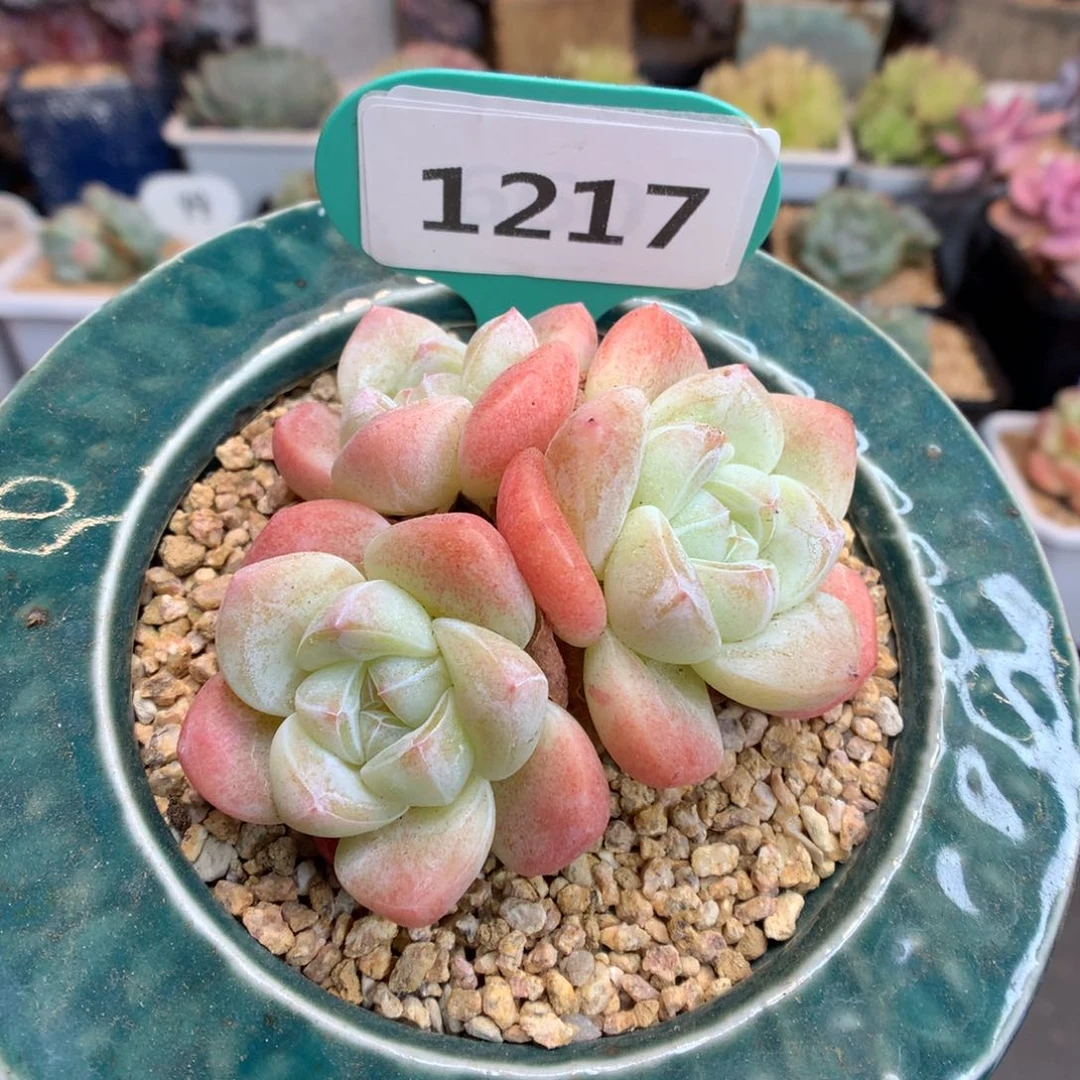 1217 粉冰玉 多肉