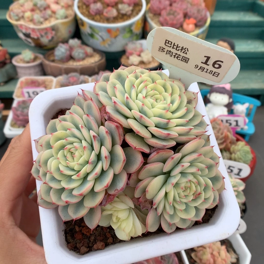 16四头姬莲锦多肉植物