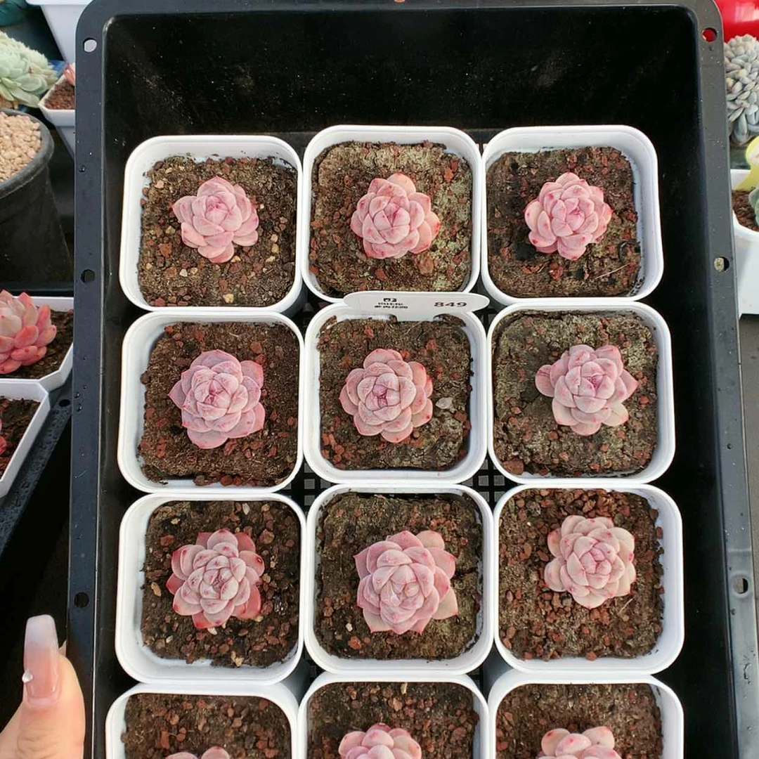 【闪购商品】849粉钻