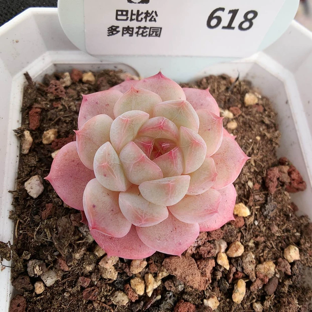 【闪购商品】618糖心