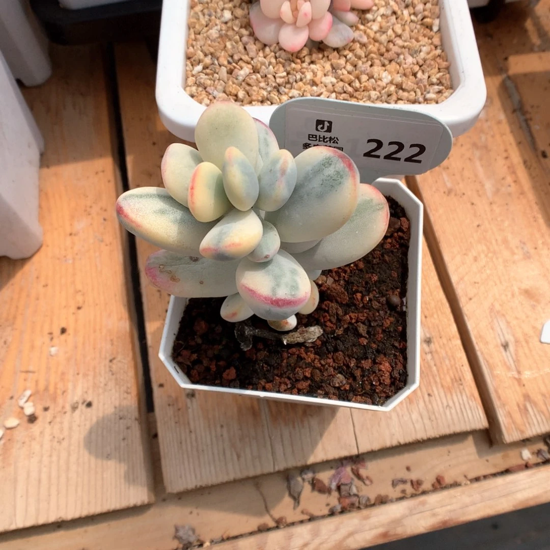 溪****E222 乒乓福娘锦多肉