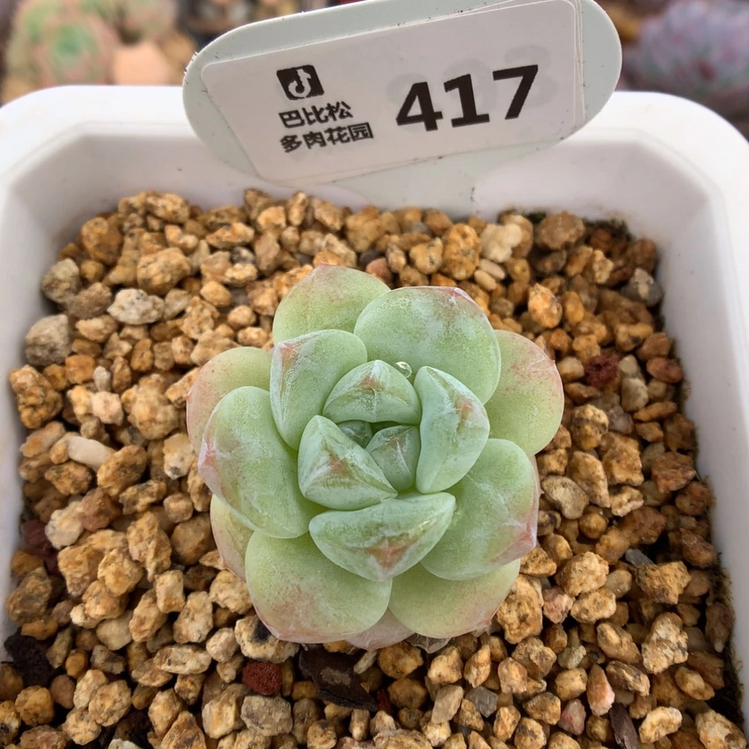 417 翡翠绿冰玉 多肉