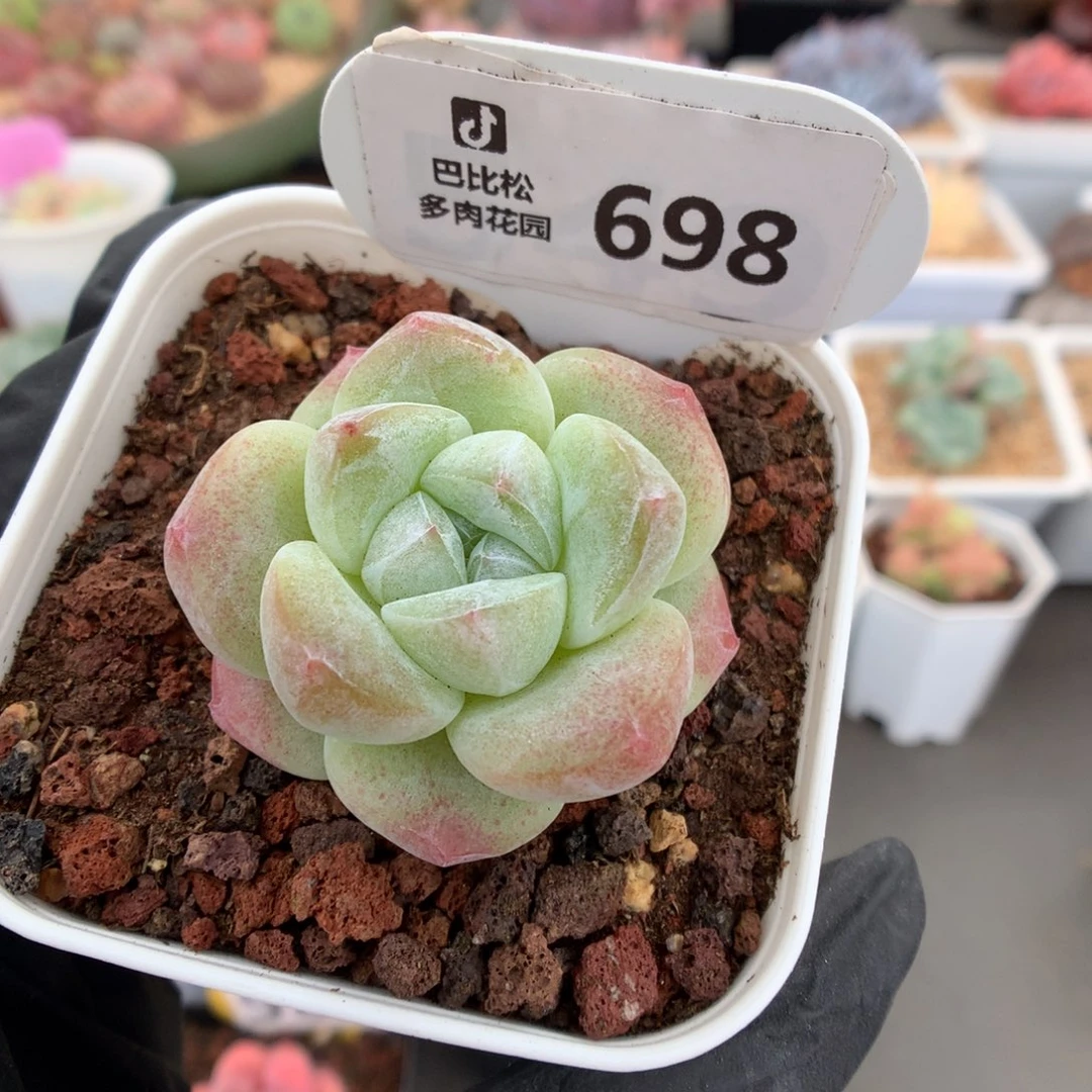 小*亮698 五个透心冰玉 多肉