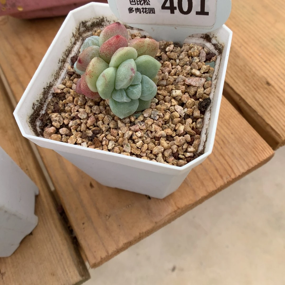 开***?401 异色头冰玉石化 多肉