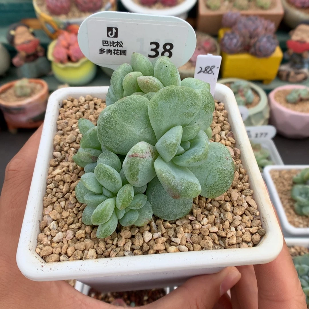 A**儿38冰玉石化补差两个散的