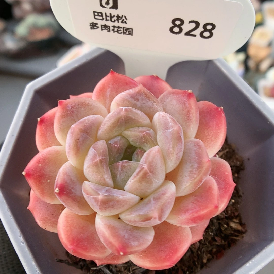 【闪购商品】828冰魄