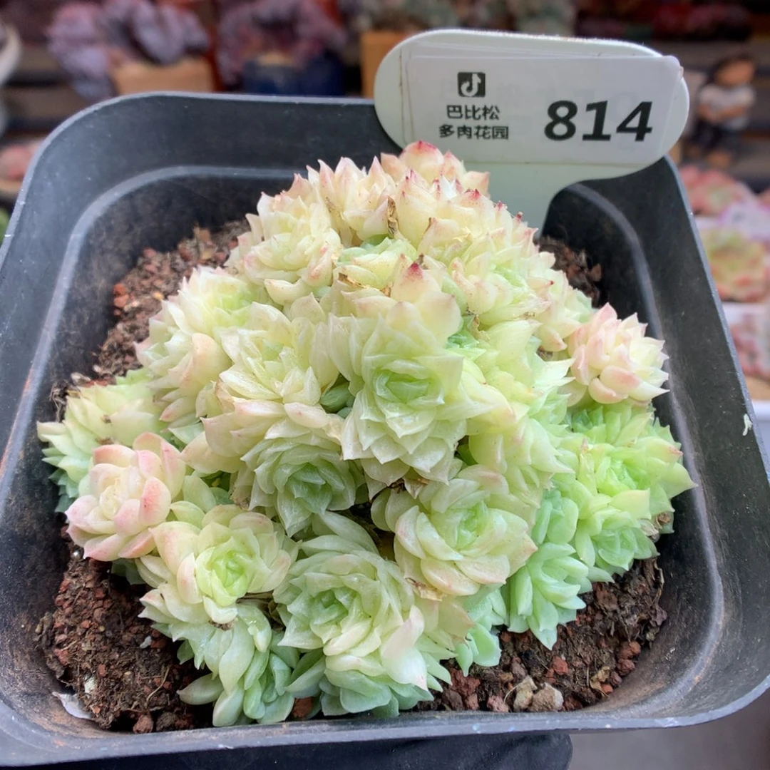 814 麦杆群 多肉