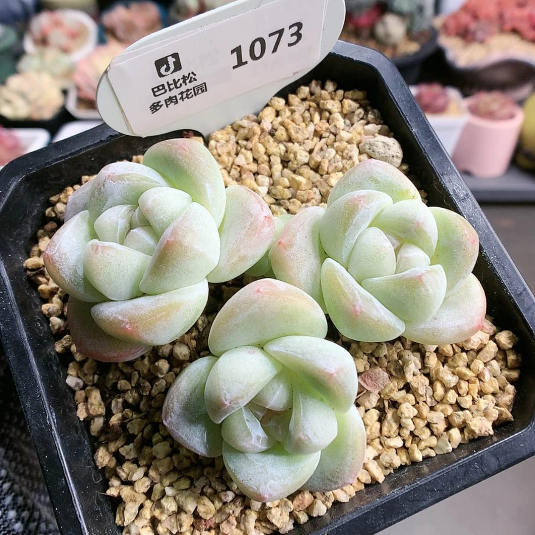 【闪购商品】1073琥珀冰玉