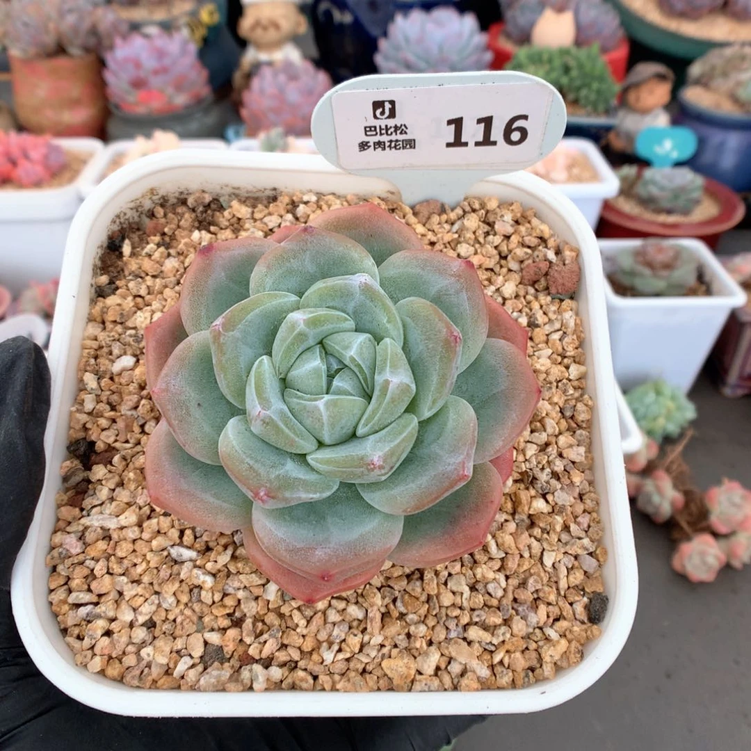 A**儿116 冰玉石化 补差