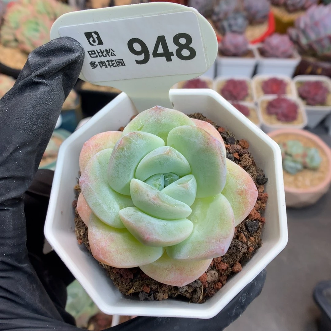 948 玫瑰脸黄白底冰玉