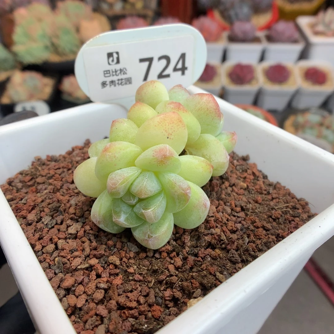 724 绿透心冰玉