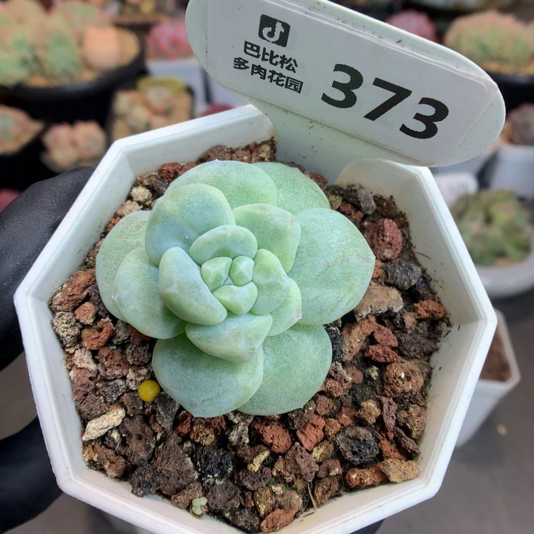 373 冰玉石化拉丝锦