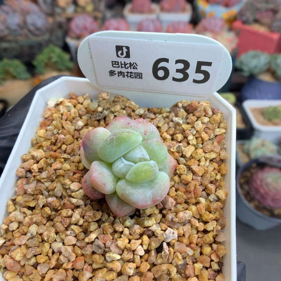 635 冰玉石化 多肉