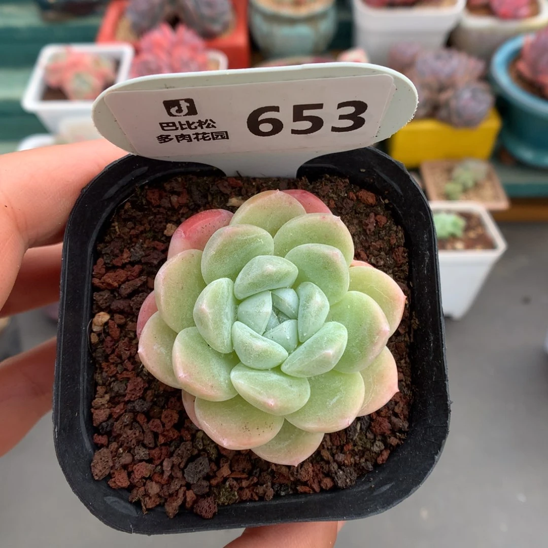 653冰宝宝多肉植物