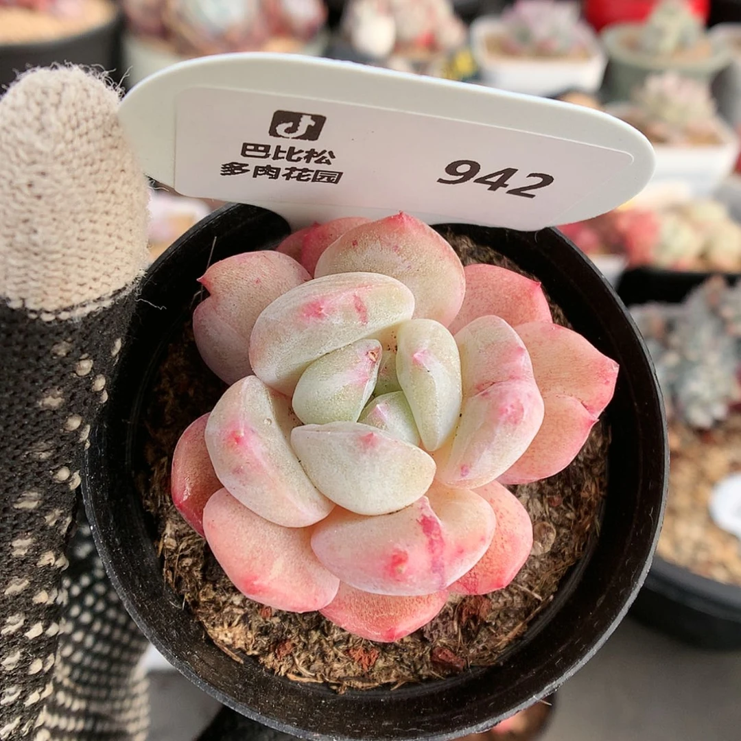 【闪购商品】942厚梦