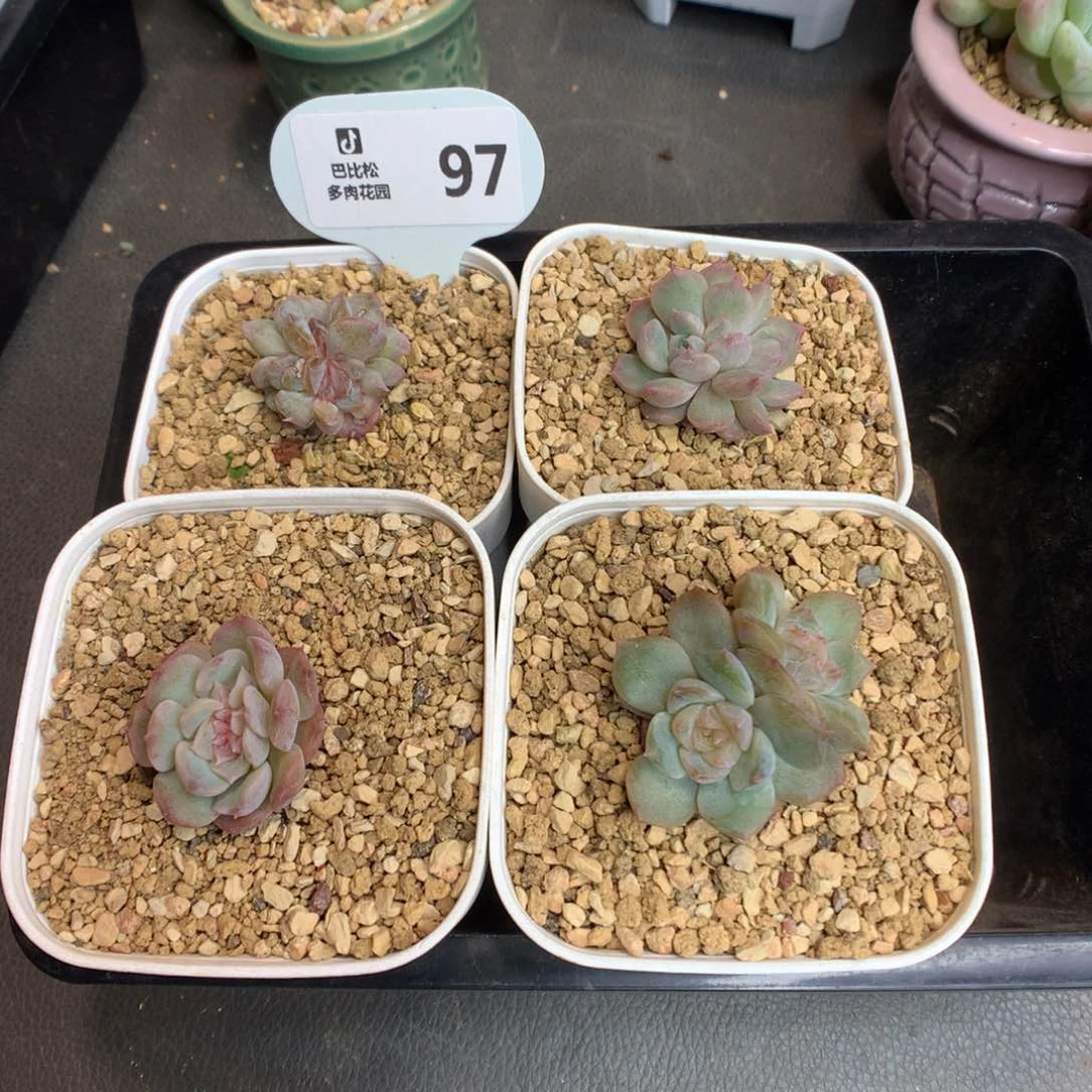 97 四个美美糖心多肉