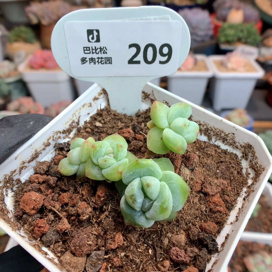 209 翡翠绿钻石冰玉 多肉