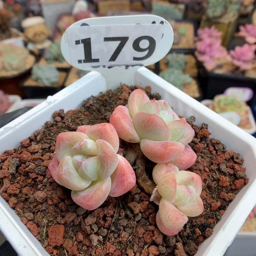 179 粉奶油溏心冰玉 三千赞赞福利拍