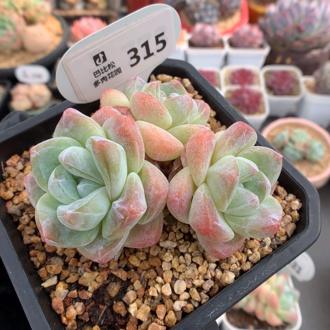 315 肥肥子粗腿冰玉 开播福利拍