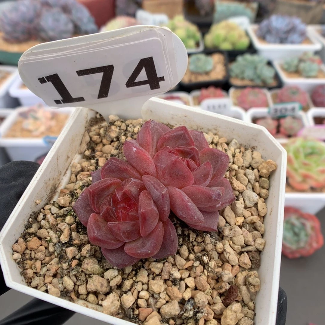 174 红宝石心双头琥珀