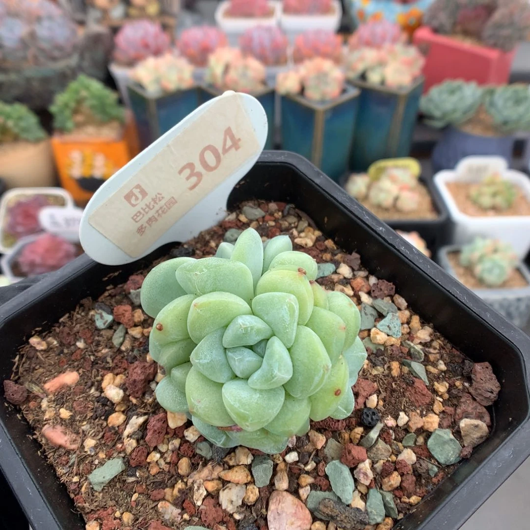 304 捧花翡翠冰玉 多肉