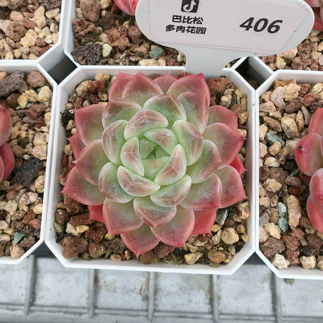 【闪购商品】406冰魄