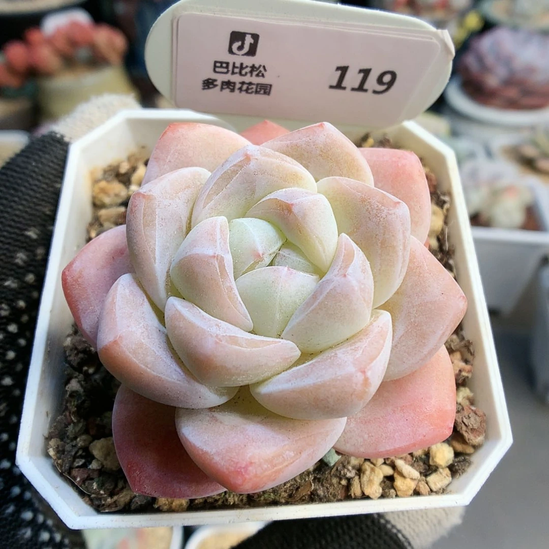 【闪购商品】119冰玉 精控