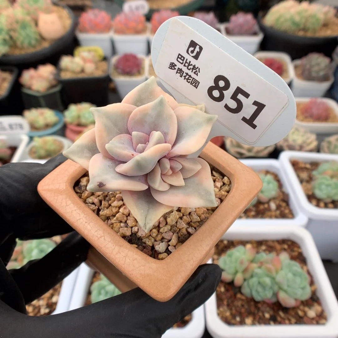 心***动851 紫乐锦 多肉