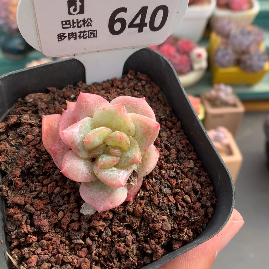 640粉紫石化绿黄透心