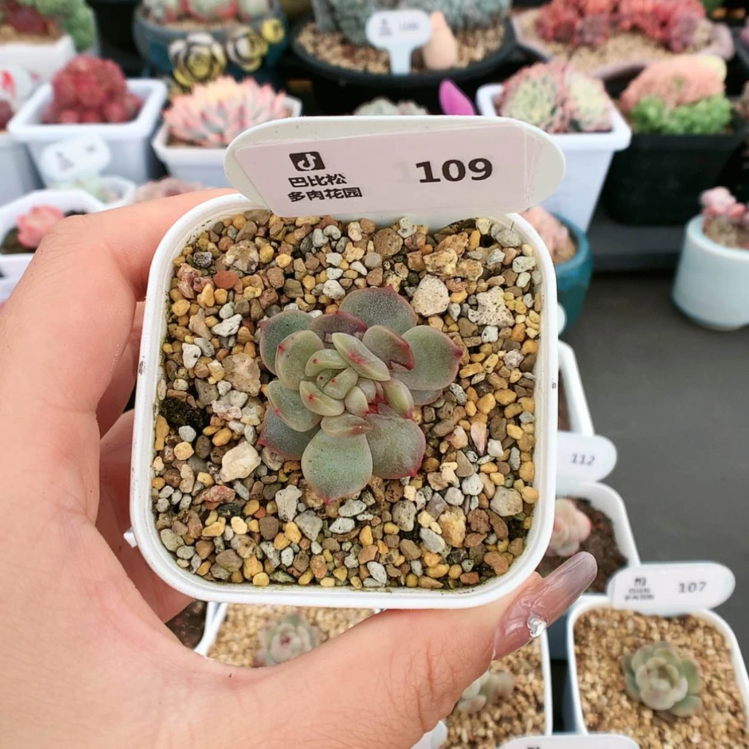 【闪购商品】109双心红色恋人