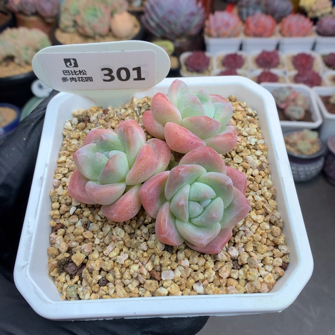 301 粉冰玉 多肉