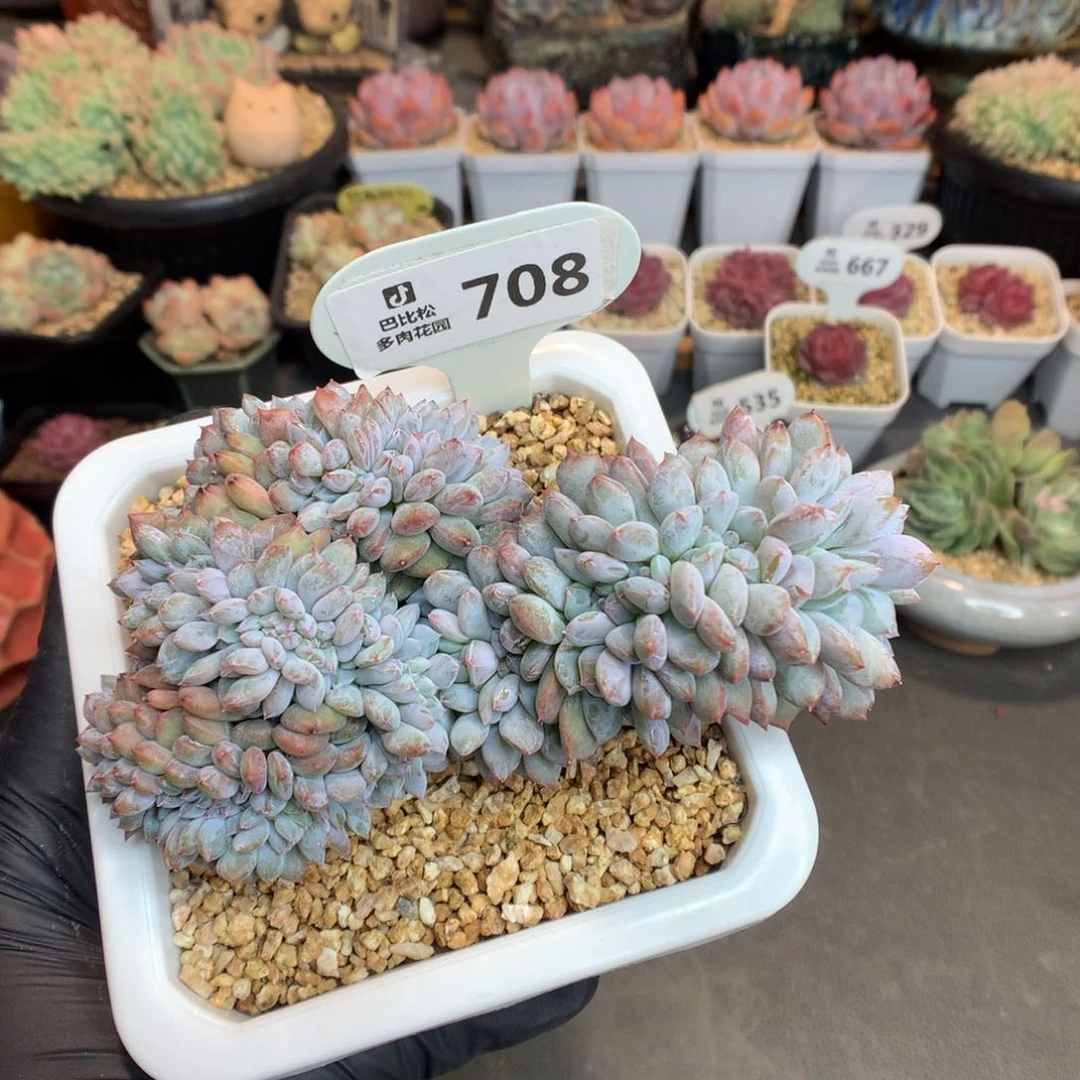 708 石榴籽星影缀 侧切福利拍