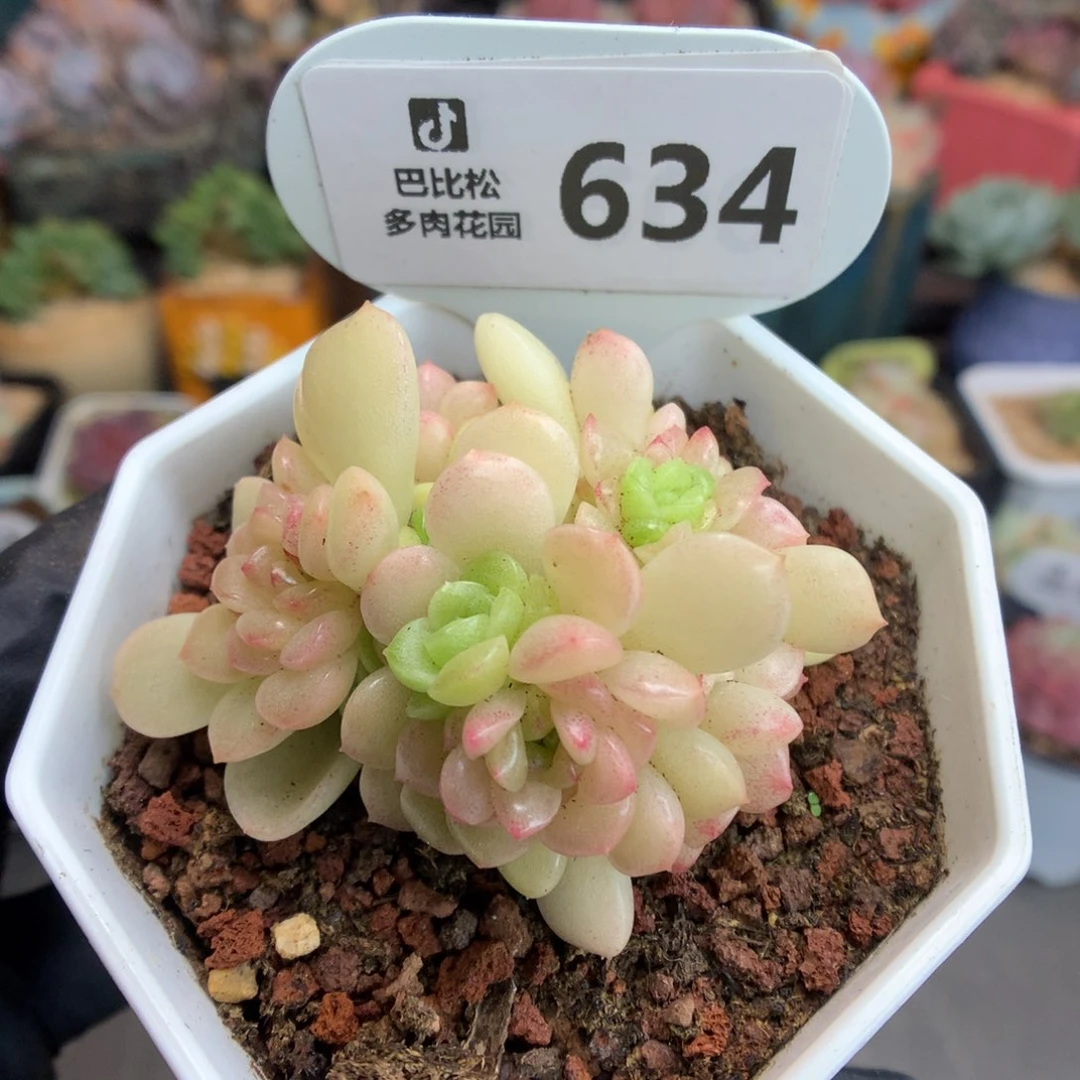 634 灯泡叶麦杆 多肉