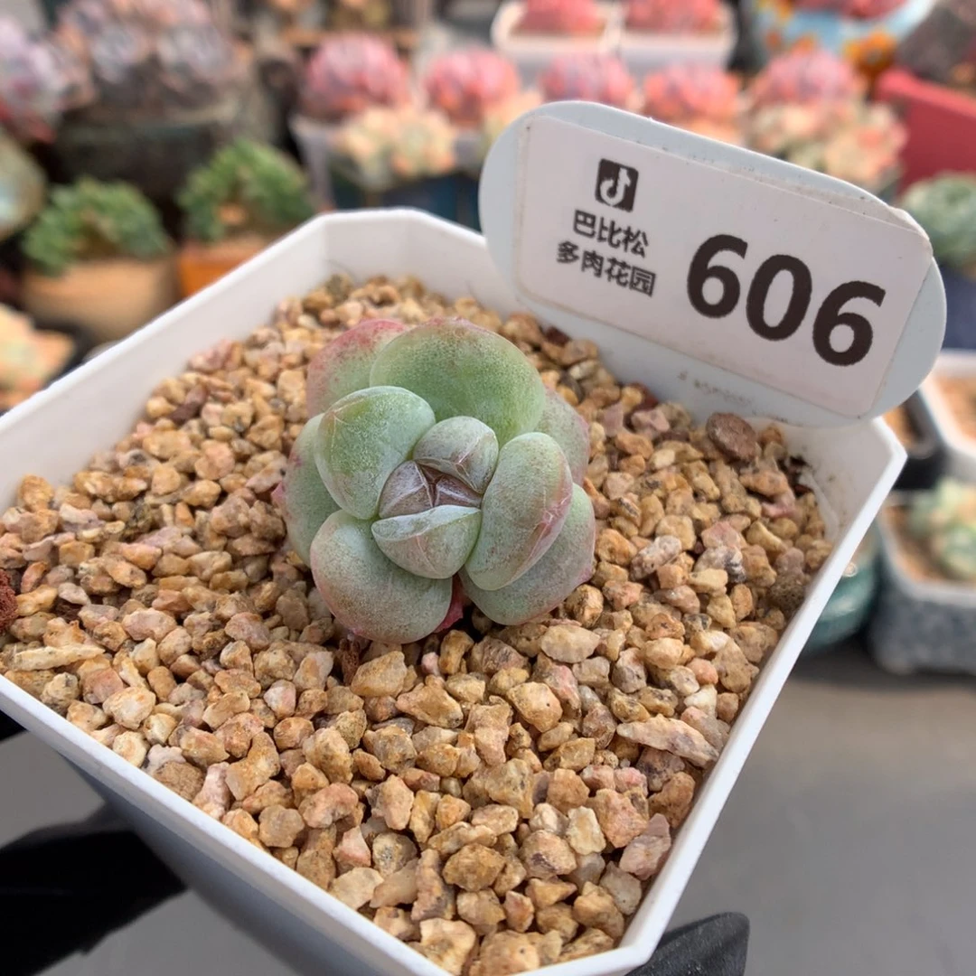 606 紫心冰玉石化