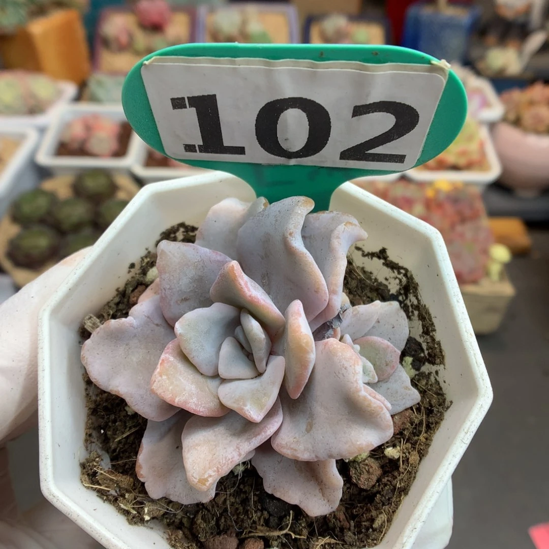 102 白饺子皮 多肉