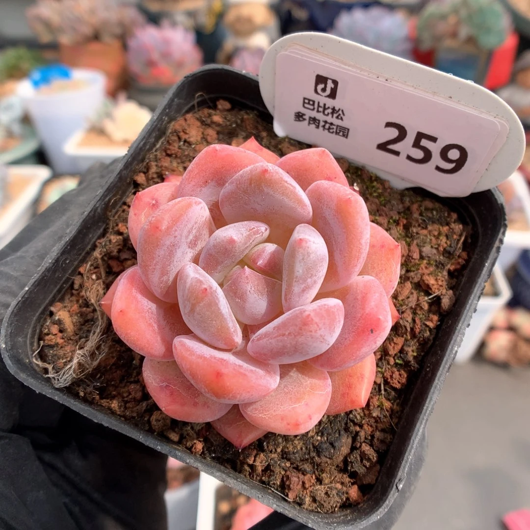 259 果冻橙 多肉