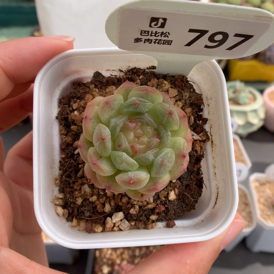 797白色恋人多肉植物