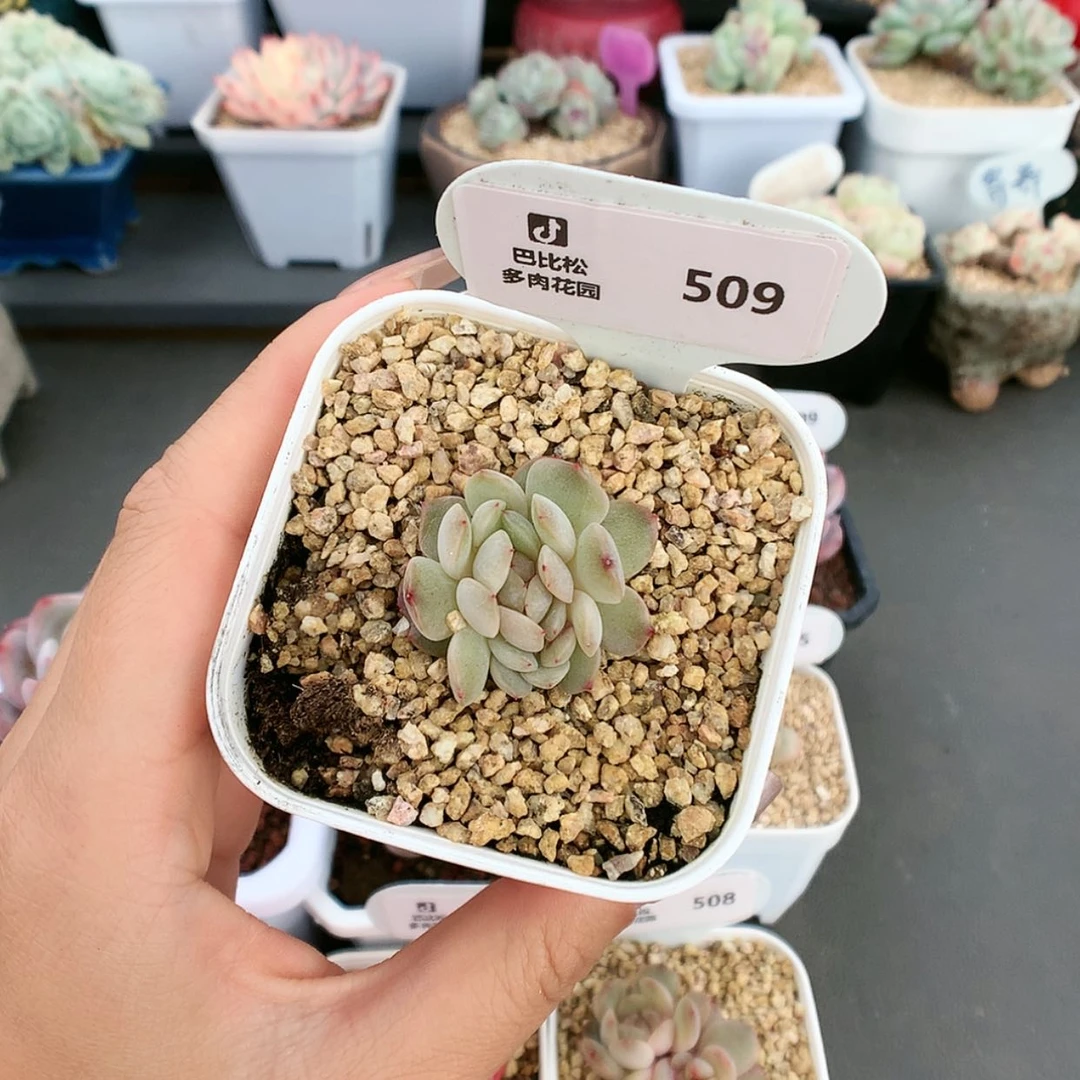【闪购商品】暴****?509红色恋人