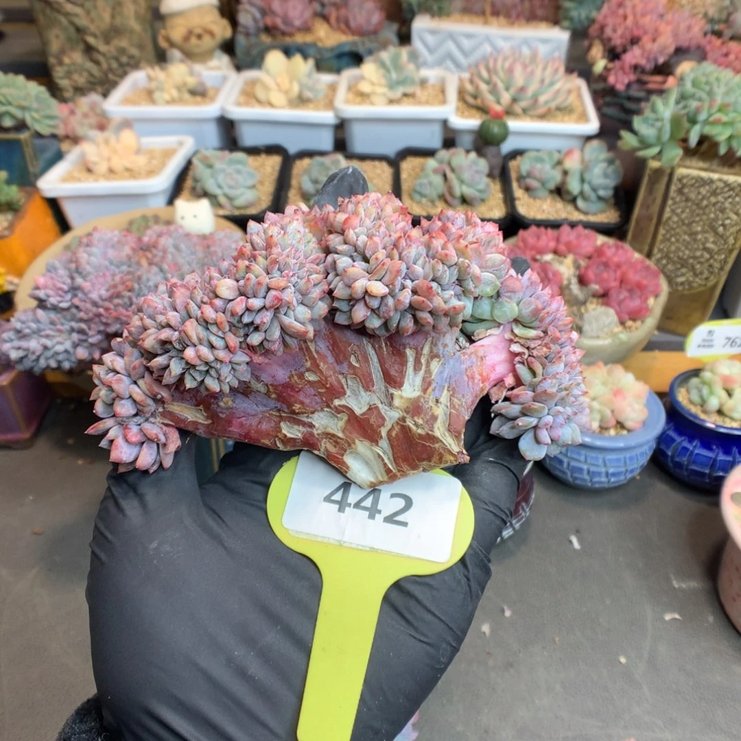 432 特价星影缀 无根需发根慎拍