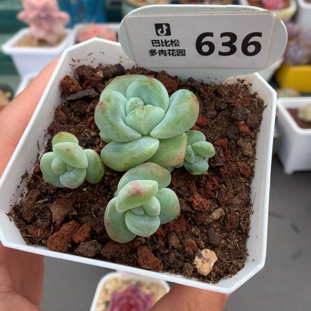 636四头钻石冰玉多肉植物